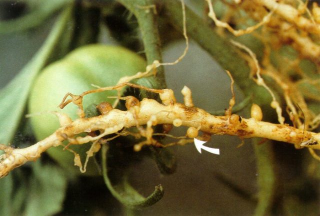 Os-Nematoides-Nas-Plantas-10 Os-Nematoides-Nas-Plantas-10
