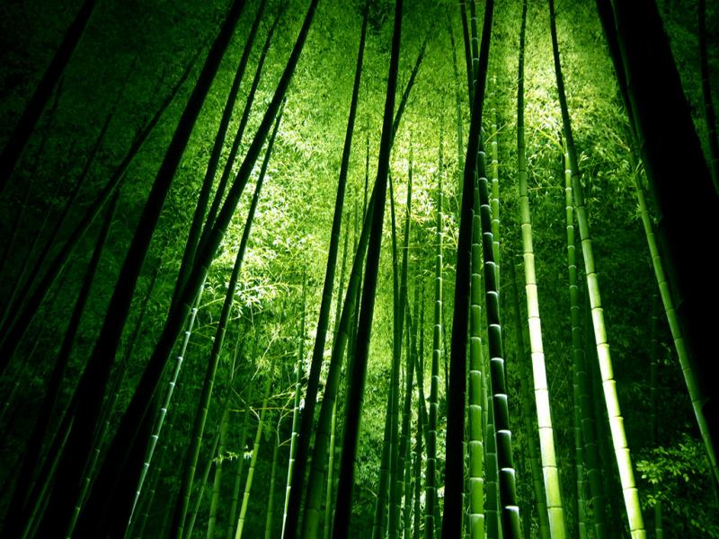 Bambu recurso renovável