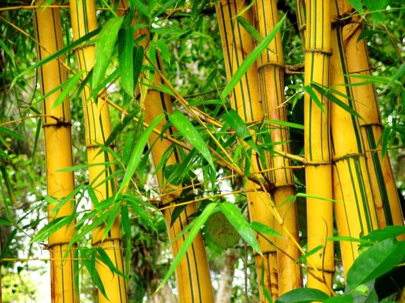 Bambu maduro / seco