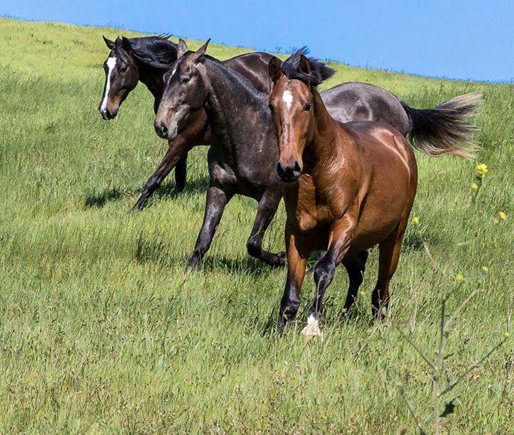 Cavalos Lusitanos