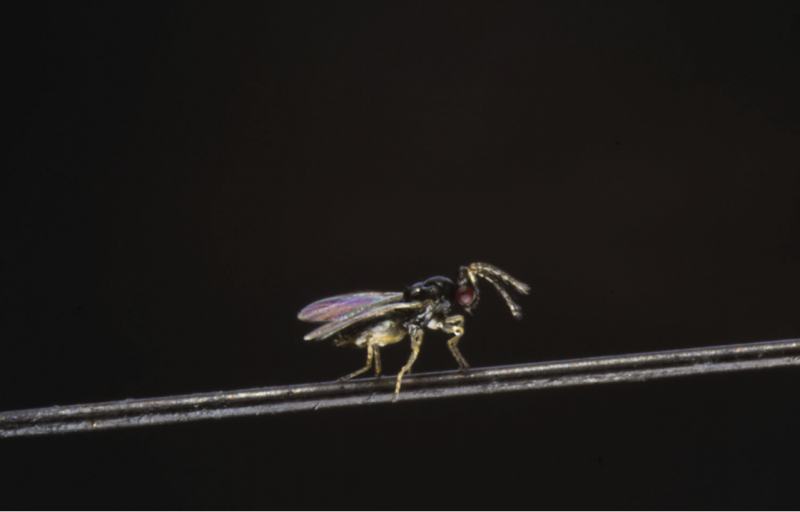 A pequena vespa Tamarixia radiata