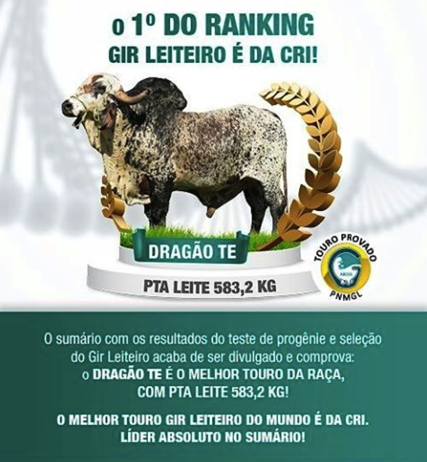 Dragão TE