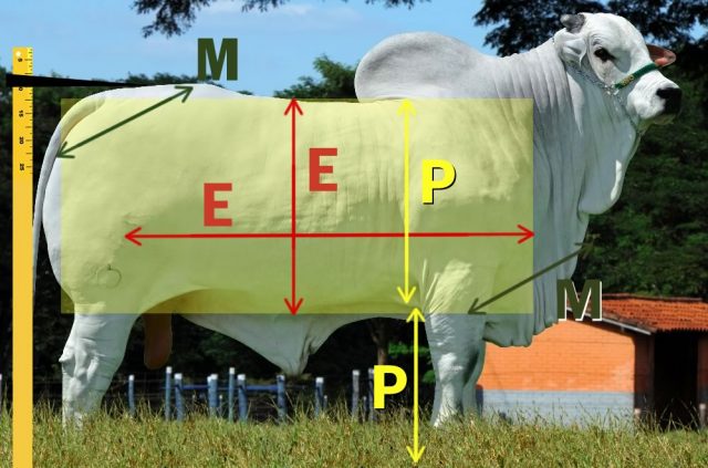 epmuras-pecuaria-de-corte