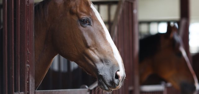 equi-release-pro-cavalos2 equi-release-pro-cavalos2