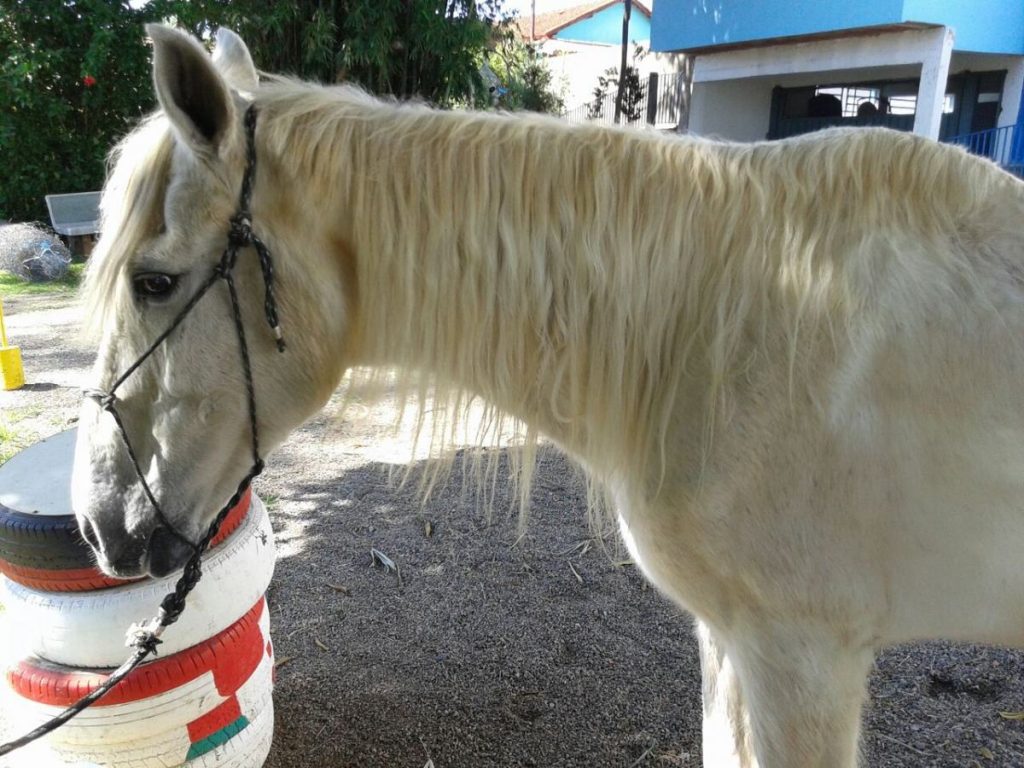 Cavalo velho