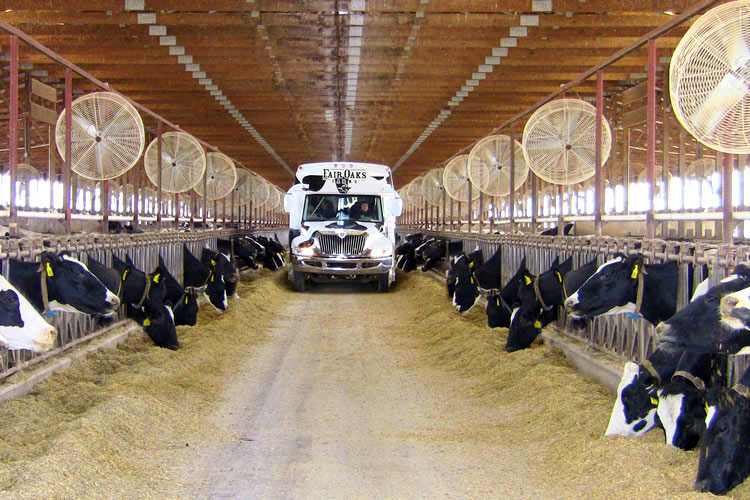 Barracão vacas leiteiras