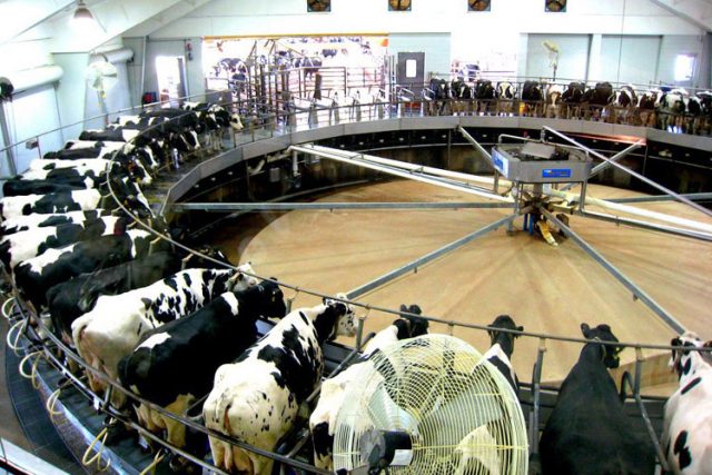 fazenda-estados-unidos-de-leite Ordenha robôtizada