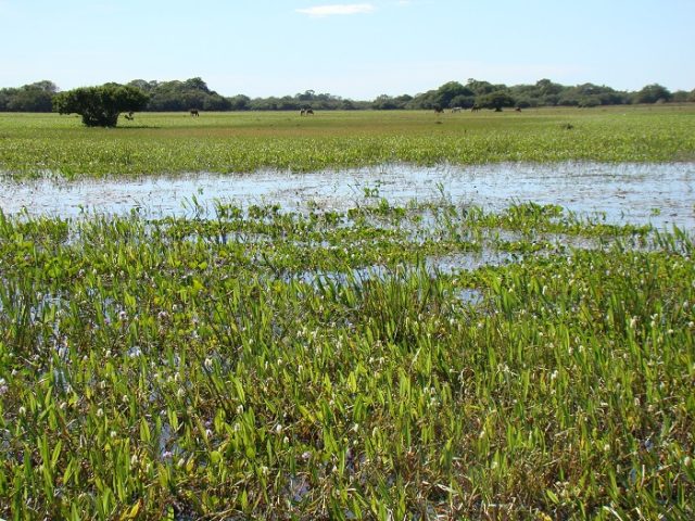 fazenda-pantaneira-sustentavel-1 fazenda-pantaneira-sustentavel-1
