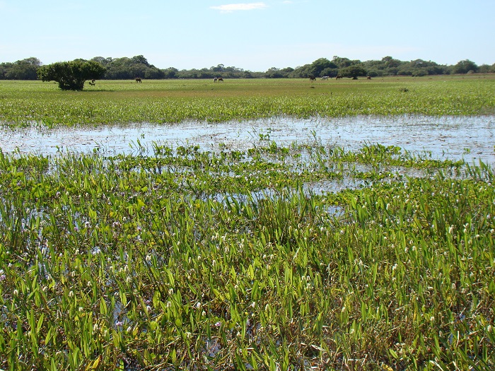 fazenda-pantaneira-sustentavel-1