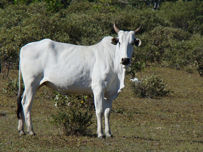 fazenda-pantaneira-sustentavel-2