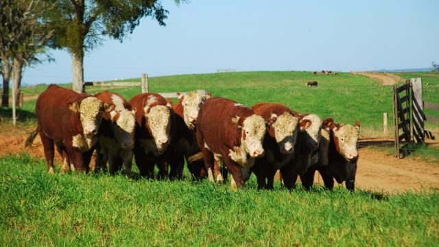 gado-HEREFORD-sul
