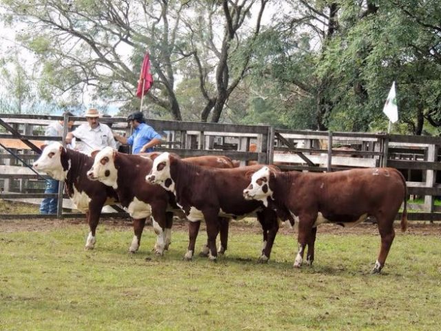 gado-braford Conexão Delta G tem resultados positivos na Nacional do Hereford e Braford