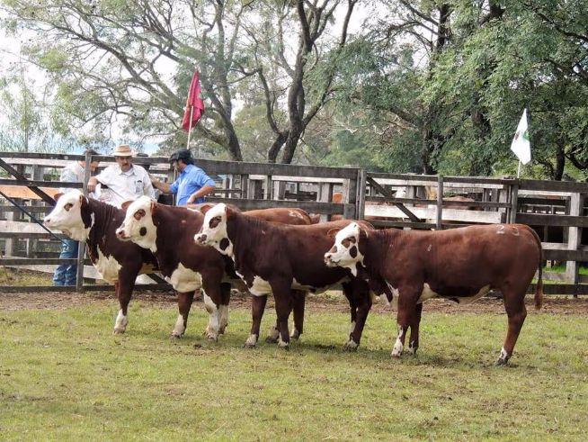 Conexão Delta G tem resultados positivos na Nacional do Hereford e Braford