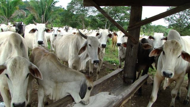 gado-nelore-lambendo-sal1 gado-nelore-lambendo-sal1
