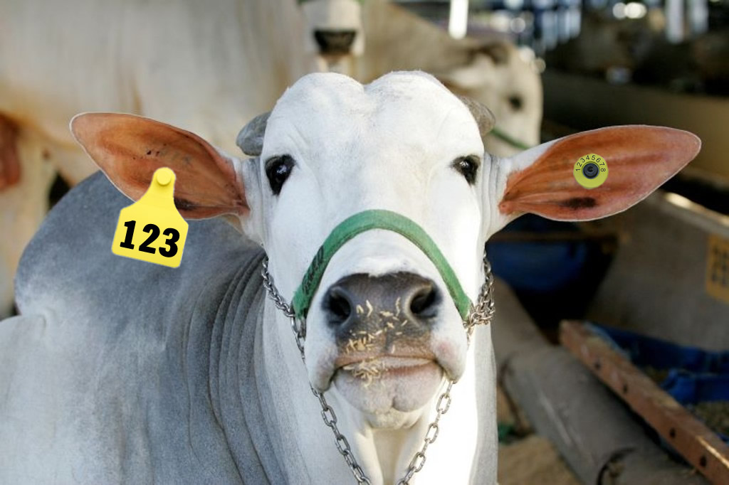 Identificação eletrônica de bovinos
