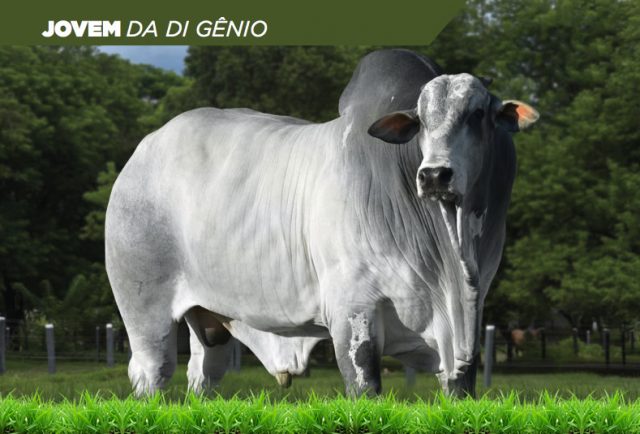 jovem-da-di-genio-top-1-porcento Touro Nelore Jovem da Di Gênio