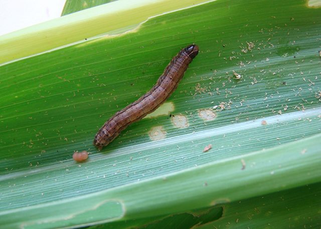 lagarta-do-cartucho Lagarta-do-cartucho