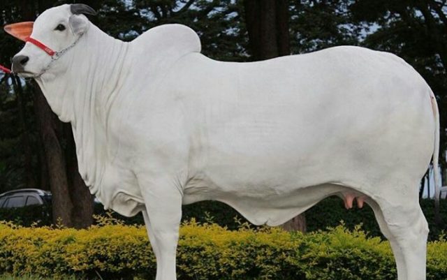 linda-da-pau-darco-grande-campea-da-expozebu-2017 Linda da Pau D'Arco