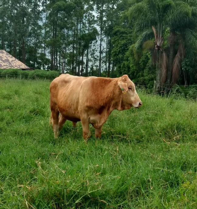 Touro com papiloma tratamento homeopático