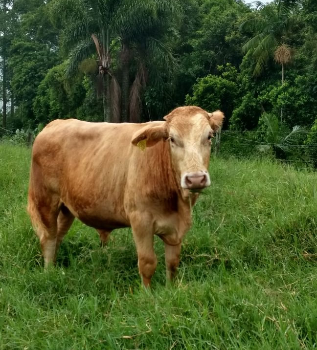 Touro com papiloma tratamento homeopático