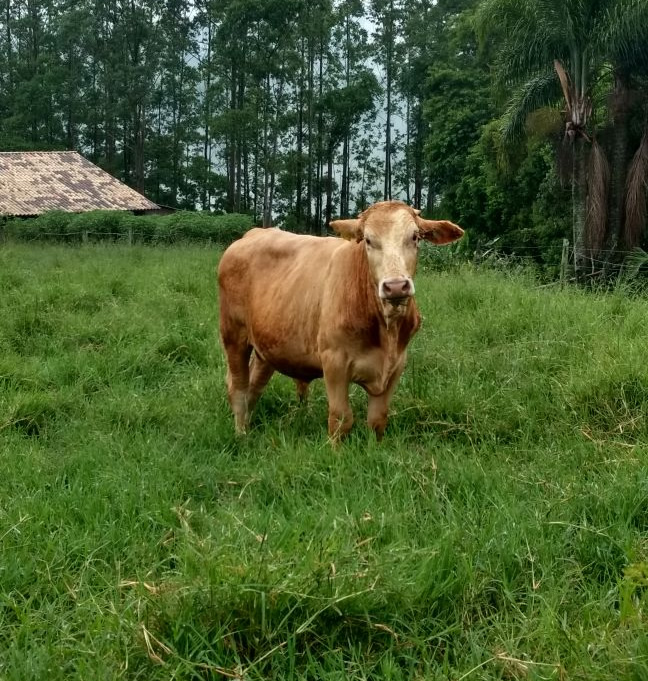 Touro com papiloma tratamento homeopático