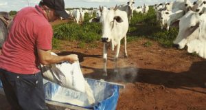 Sal mineral ou proteinado? Qual escolher para cada época do ano