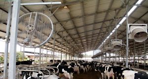 Sala de resfriamento vacas de leite
