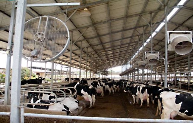 sala-de-resfriamento-vacas-de-leite Sala de resfriamento vacas de leite