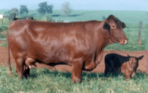 vaca da raça pitangueiras