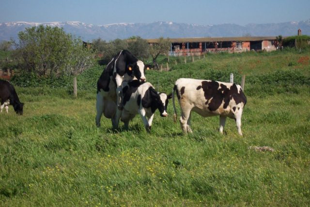 vaca-repetidora Vaca repeater