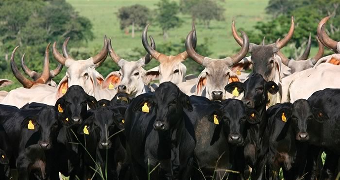 Vacas Guzerá com Bezerros Guzolando