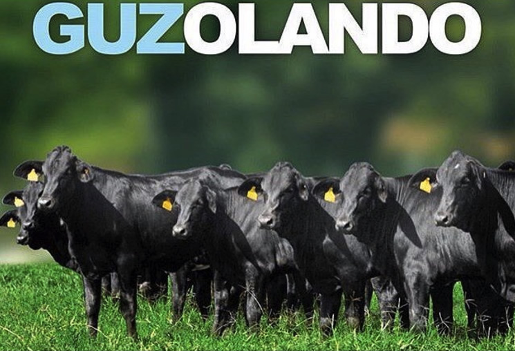 Vacas Guzolando