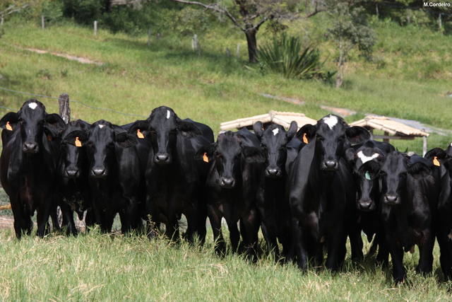 Vacas Guzolando
