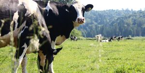Suplementação lipídica beneficia desempenho de vacas leiteiras no pós-parto e na lactação