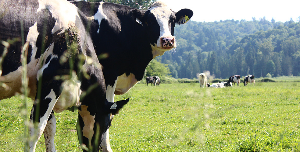 vacas-leiteiras-pastando