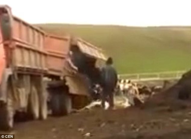 Vacas sendo descarregadas como lixo