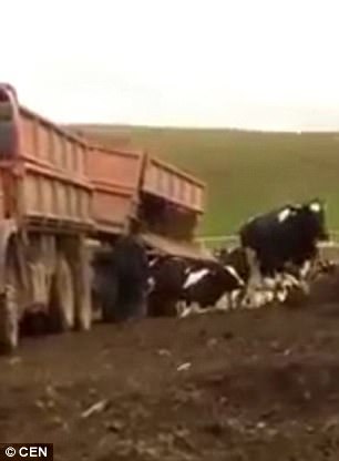 Vacas sendo descarregadas como lixo