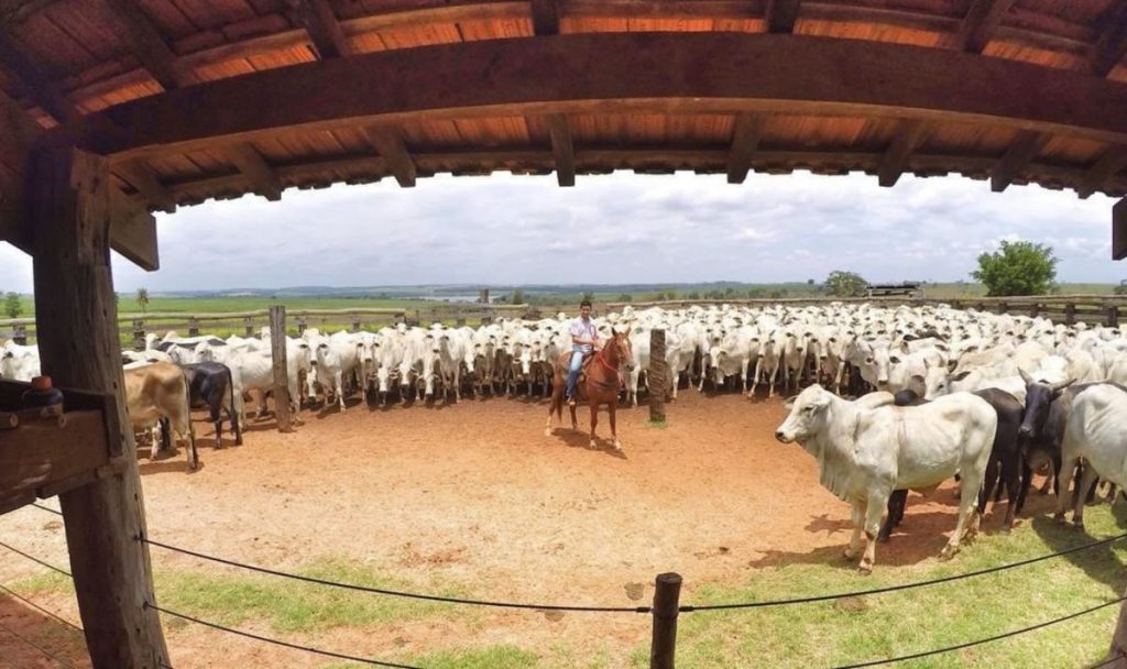 Vacinação gado aftosa