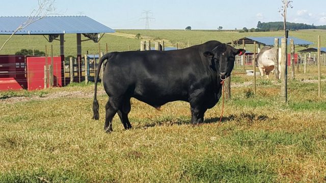 Angus-Capane-GROWSAFE Angus Capane GROWSAFE