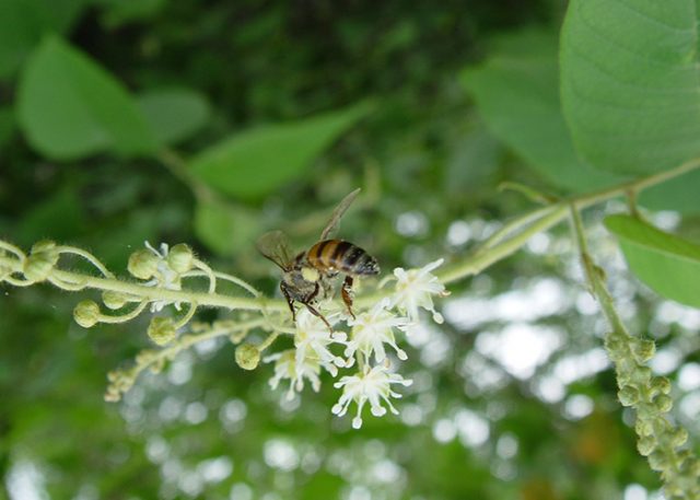 abelha-flor-de-marmeleiro Abelha