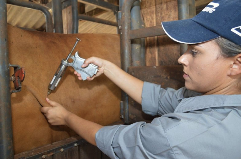 Aplicação febre aftosa