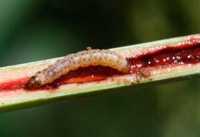 broca-da-cana Broca da Cana