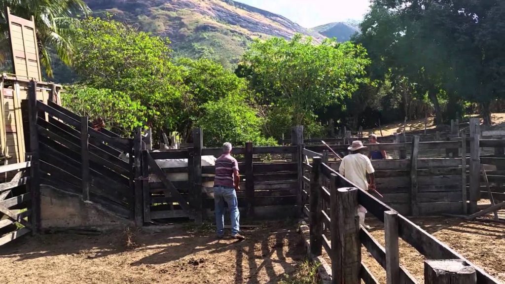 Carregando o gado