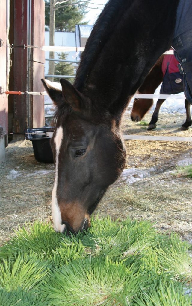 Cavalo comendo milho hidropônico