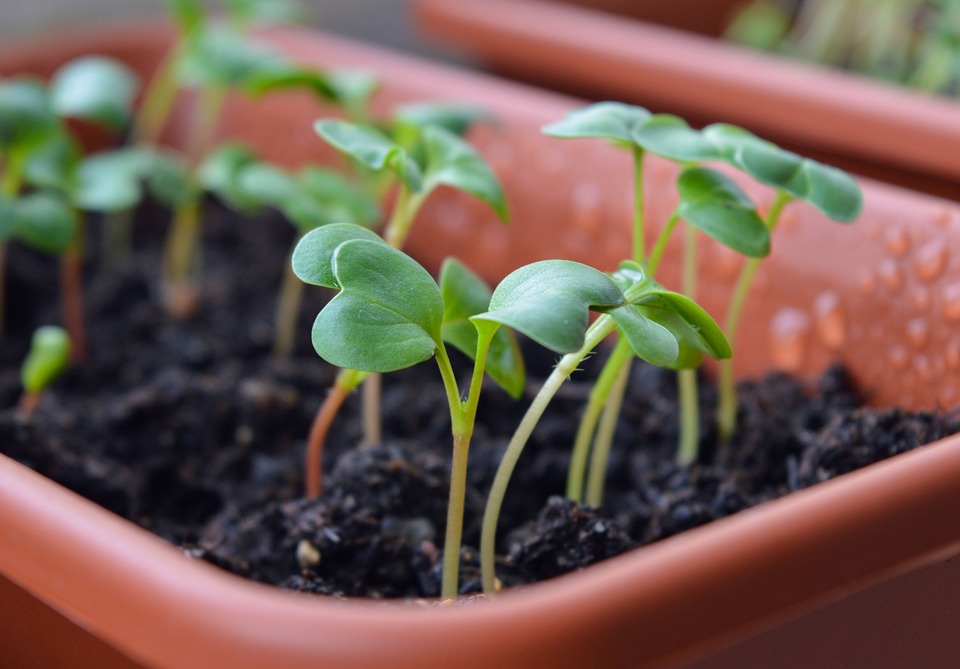 Como fazer uma horta orgânica