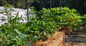 Como fazer uma horta orgânica
