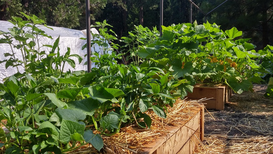 Como fazer uma horta orgânica