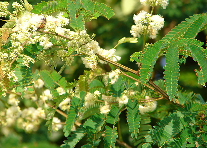 Abelha flor de unha-de-gato