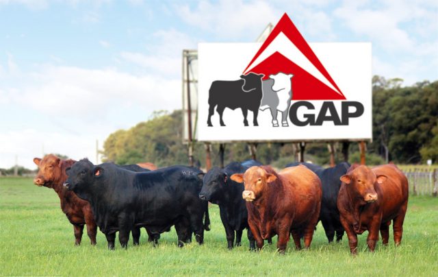 gap-genetica GAP Genética