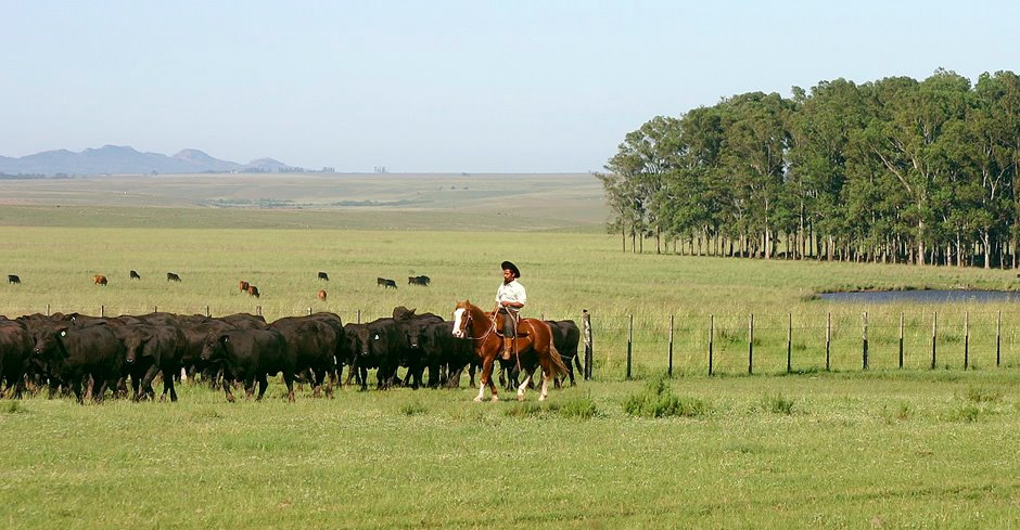 Vaqueiro tocando gado